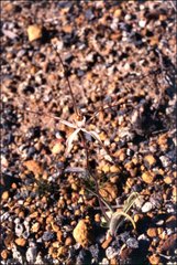 Caladenia varians