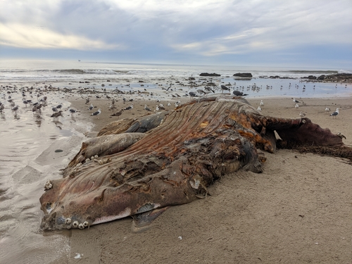 Humpback Whale photographed in California