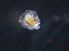 Crepipatella lingulata