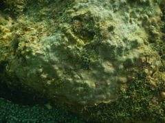 Porites panamensis