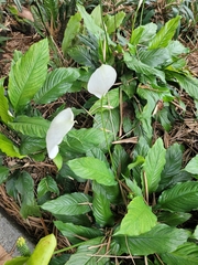 Spathiphyllum wallisii