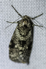 Lepidoscia heliochares