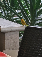 Sicalis flaveola