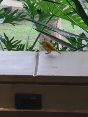 Sicalis flaveola