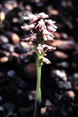 Prasophyllum cucullatum