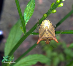 Euschistus cornutus