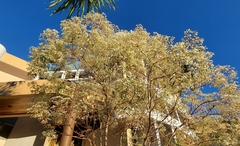 Euphorbia leucocephala