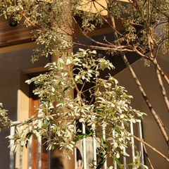 Euphorbia leucocephala