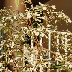 Euphorbia leucocephala