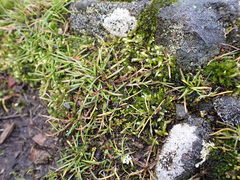 Microseris bigelovii