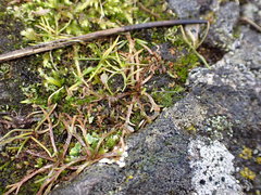 Microseris bigelovii