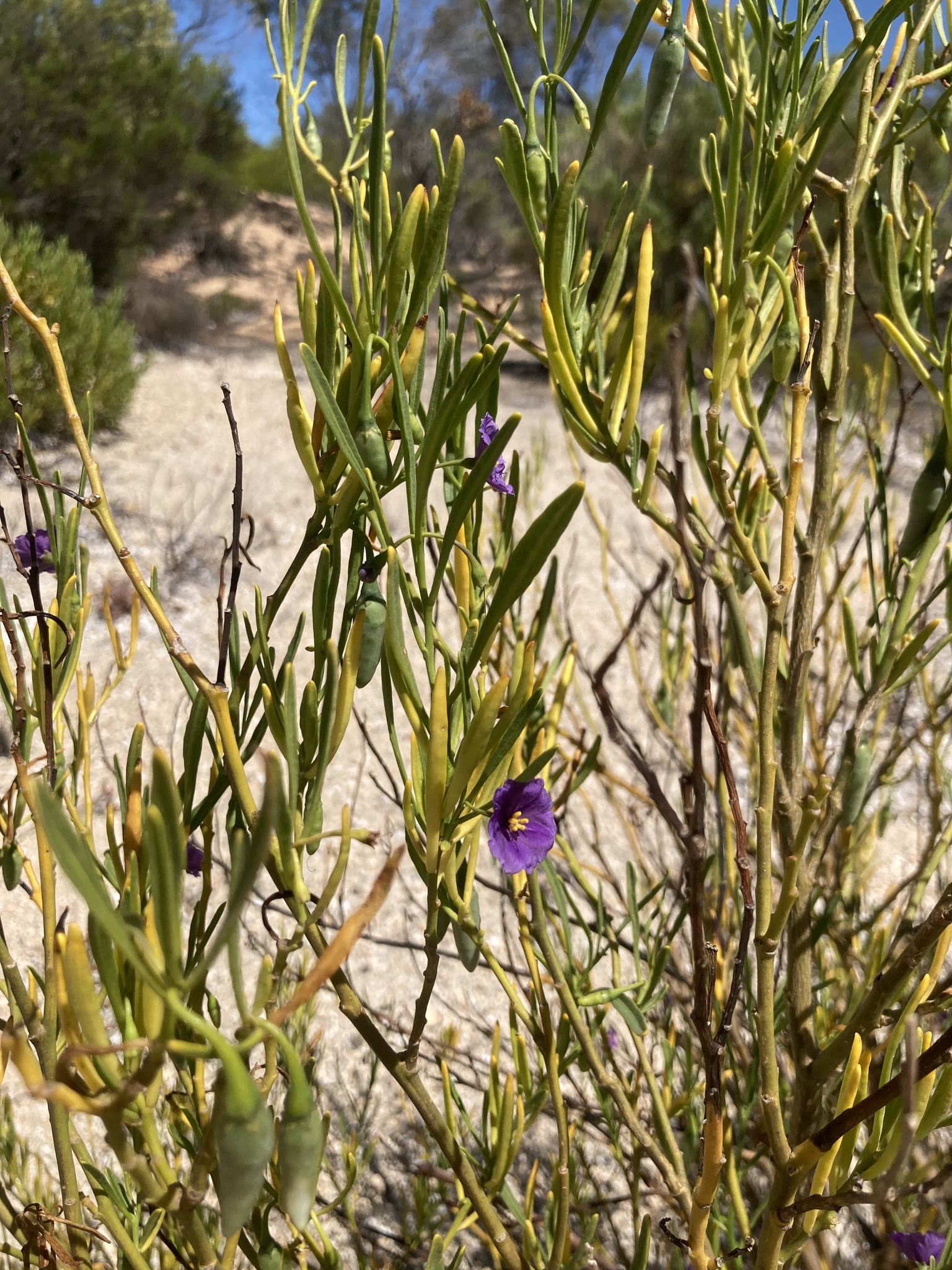 Solanum capsiciforme