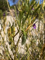 Solanum capsiciforme