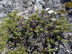 Veronica decumbens