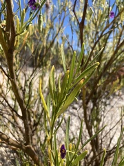 Solanum capsiciforme