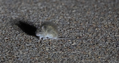 Rattus villosissimus