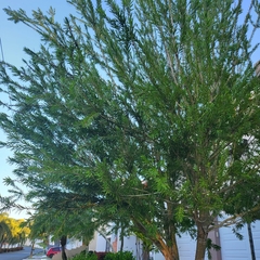 Melaleuca citrina