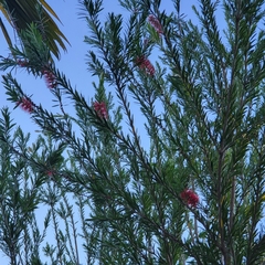 Melaleuca citrina