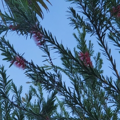 Melaleuca citrina