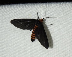Amata bicolor