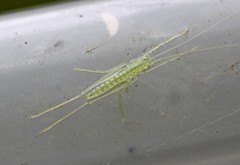 Paraphisis tryonensis