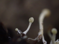 Polycephalomyces
