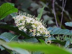 Tarenna dallachiana