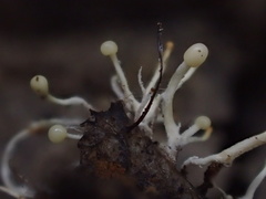 Polycephalomyces