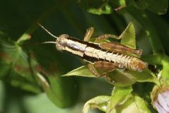 Paraidemona