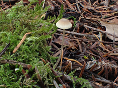 Mycena aurantiomarginata