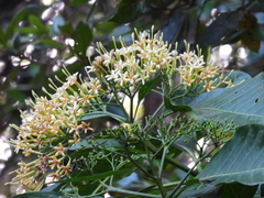 Tarenna dallachiana