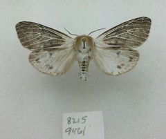 Spilosoma dubia
