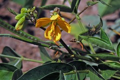 Senna burkartiana