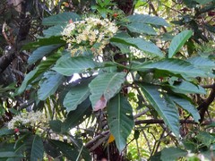 Tarenna dallachiana