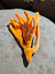 Pararhaphoxya sinclairi