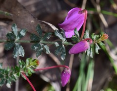 Tetratheca bauerifolia