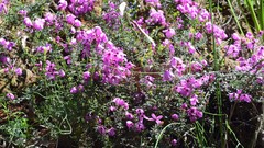 Tetratheca bauerifolia