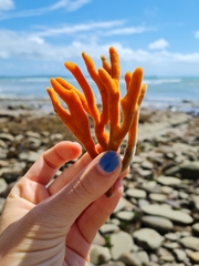 Pararhaphoxya sinclairi