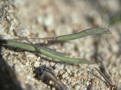 Boechera pinzliae