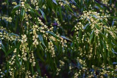Acacia leprosa uninervia