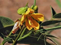 Senna burkartiana