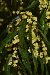 Acacia leprosa uninervia