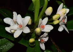 Philotheca myoporoides myoporoides