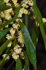 Acacia leprosa uninervia