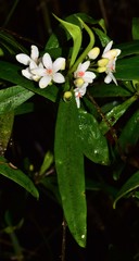 Philotheca myoporoides myoporoides