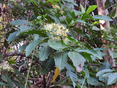 Tarenna dallachiana