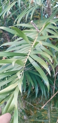 Bactris guineensis
