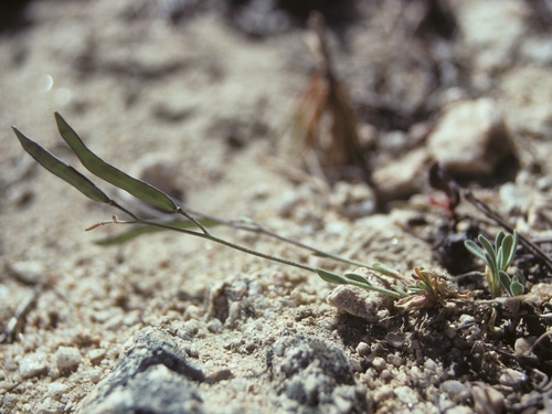 Boundary Peak rockcress (Arabis pinzliae)