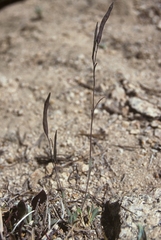 Boechera elkoensis