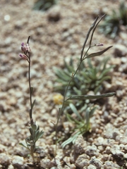 Boechera pinzliae